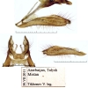 pol. vanensis genitalia